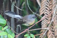 Nature Quest Birdwatching Tours image 1